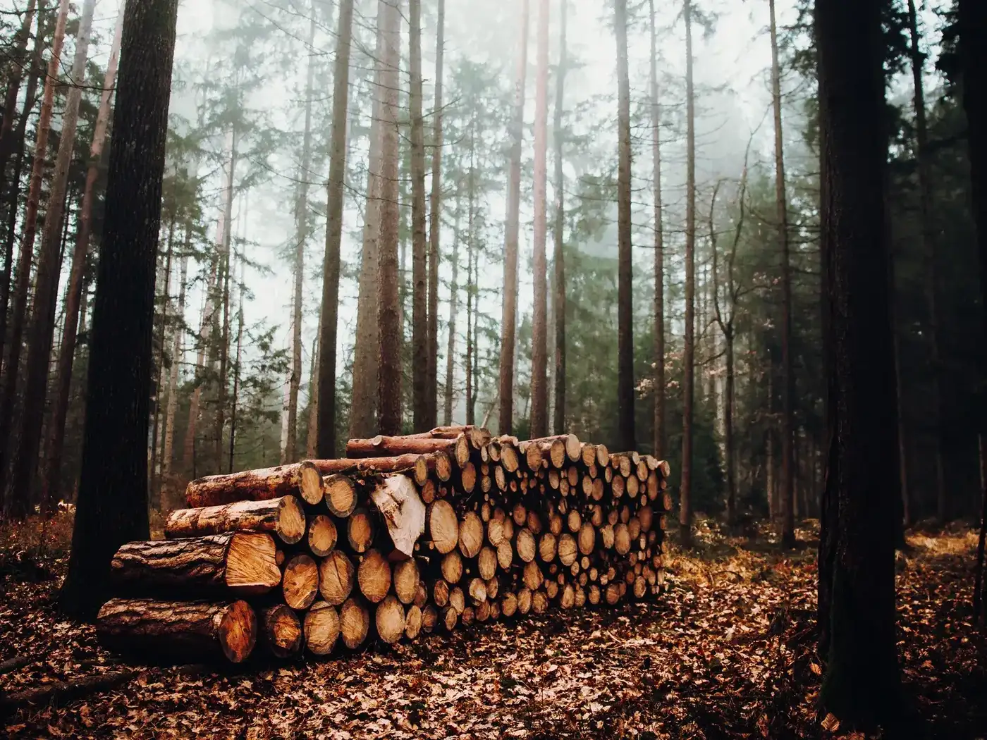 Solid wood logs in the forest — the raw material for production